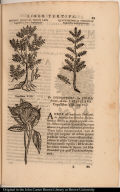 [top left] Tecopal Quahuitl Tepotz. Lani Copillifera VII. Leptiphylla [top right] Quauhtecopalli Pitzahuac Copallifera Leptiphylla alia. [bottom] Copallifera VIII.
