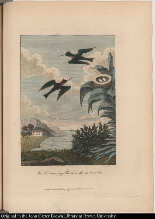 The Humming Bird, with its nest &c.