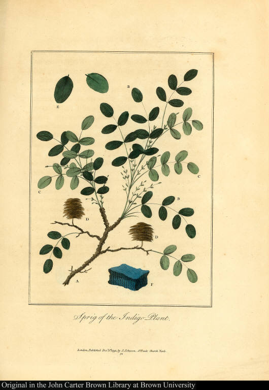 Sprig of the Indigo Plant.
