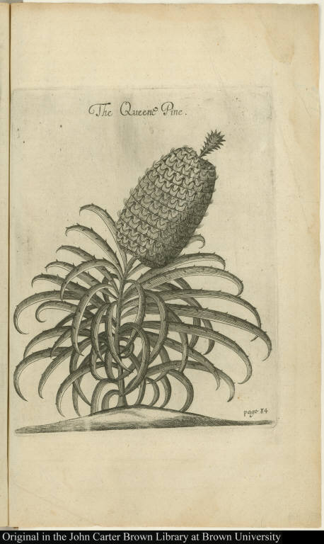 The Queen's Pine.