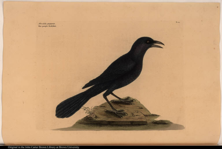Monedula purpuria. The purple Jackdaw.