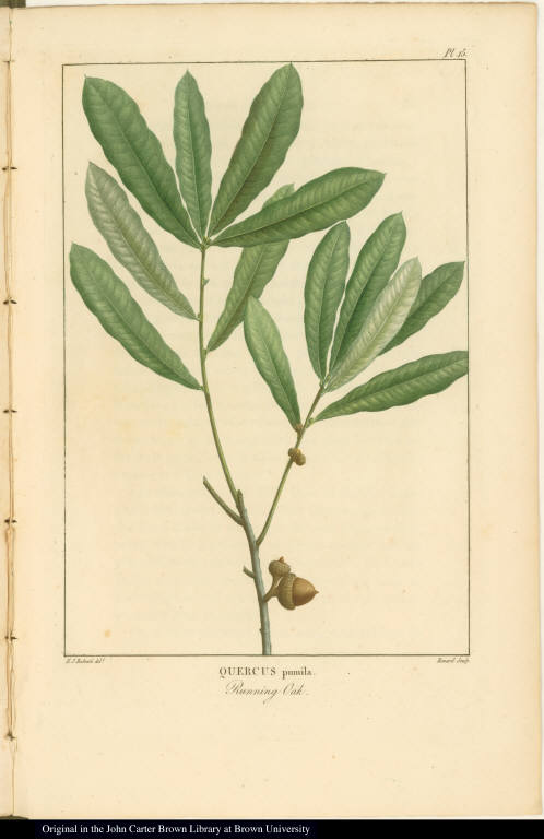 Quercus pumila. Running Oak.