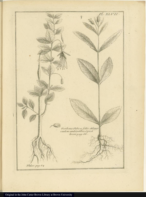 [left] Thilco. [right] Verbena Orubica, foliis oblongis caulem ambientibus, Spica brevi.