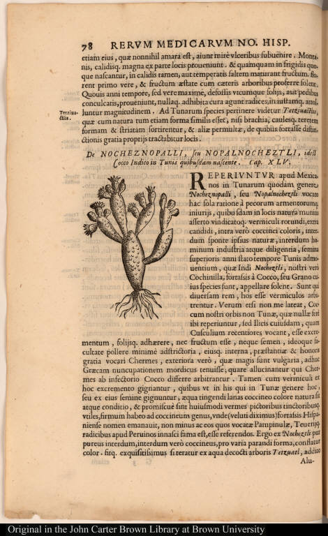 [De Nocheznopalli, seu Nopalnocheztli, idest Cocco Indico in Tunis quibusdam nascente.]
